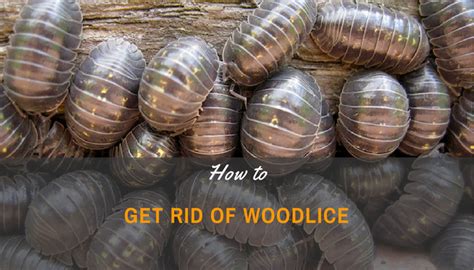 To deal with this start by stripping back the garden, remove dense shrubs and plants around your home. A Beginner's Guide On How To Get Rid Of Woodlice - Family ...