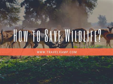Wildlife Conservation Why We Need To Save Wildlife Travel Xamp