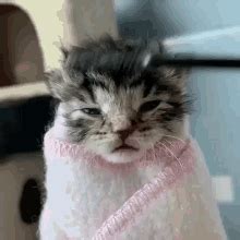 Cat Comfy GIF Cat Comfy Blanket Discover Share GIFs