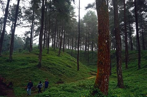 6 Spot Instagramable Hutan Pinus Di Jawa Tengah Jateng Travel Guide