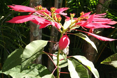 Poinsettias Growing Into Trees Wordless Wednesday Jp Loves Life