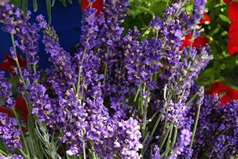 With These Tips Anyone Can Grow Lavender