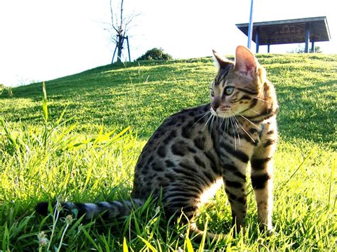 10 Things You Need To Know About Bengal Cat Rescue And Home Care Leszer