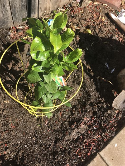 Green Thumb, Fruit, Plants, Plant, Planets