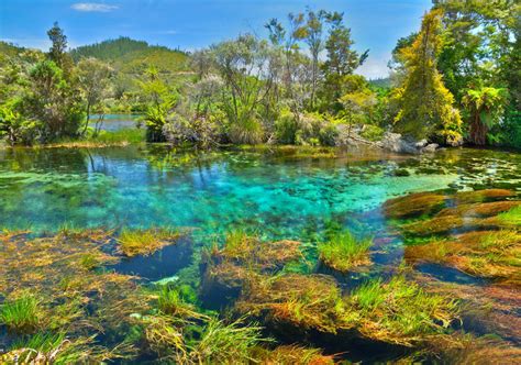Blue Lake New Zealand Clearest Water In The World Travel Blog