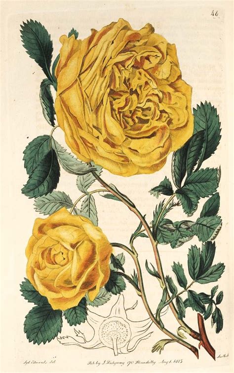 Sulphur Rose One Of Many Beautiful Botanical Rose Prints Free To
