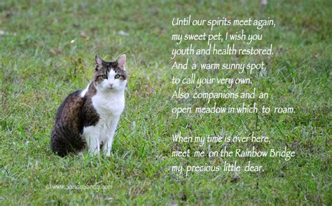 Check out our rainbow bridge poem selection for the very best in unique or custom, handmade pieces from our урны и памятники shops. cat rainbow bridge poem | Just this side of heaven is a ...