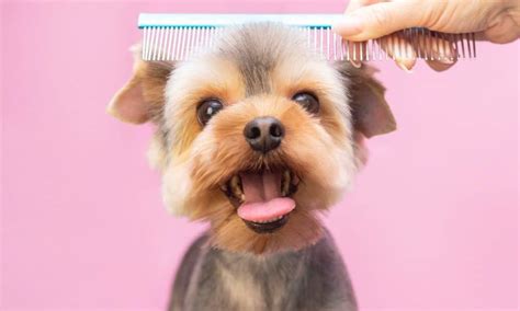 7 Steps To Raising A Dog That Enjoys Being Groomed The Dogington Post