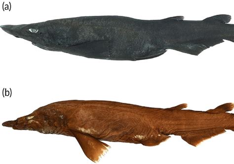 Museum Egghunt Leads To Discovery Of New Deep Water Shark Species