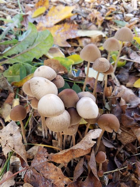 Where To Find Psychedelic Mushrooms In Washington State Wsmbmp