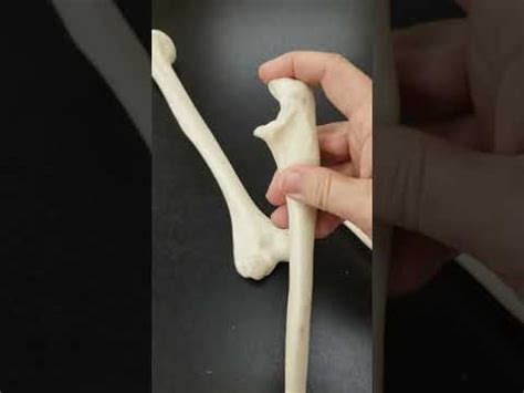 Bones of the arm - YouTube