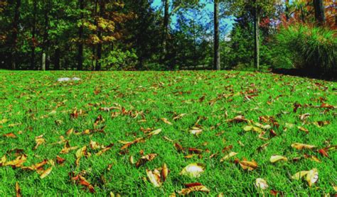 Players must defend the void knight from an onslaught of monsters, while at the same time destroying the portals from which the monsters spawn. Don't Forget to Fertilize Your Lawn This Fall | Walnut ...