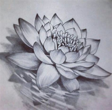 Water Lotus Water Lily Tattoos Lotus Flower Drawing Flower Drawing