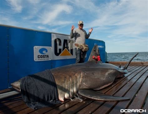 Great White Shark Surfaces Off Sanibel Coast News Sports Jobs