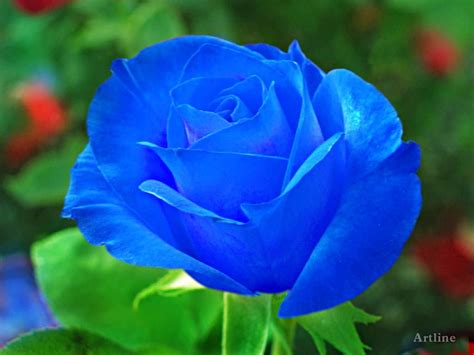 Blue Rose With Green Leaf Hd Wallpaper Beautiful Rose Flowers Blue