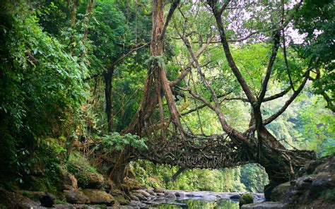 Nature India Bridge River Jungle Roots Trees Root Wallpaper