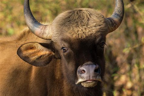 India Gaur Indian Wild Bison Bos Photograph By Ralph H Bendjebar