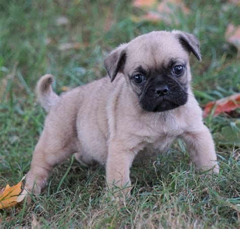 Puggle For Sale Sugarcreek Oh Female Zoey Ac Puppies Llc