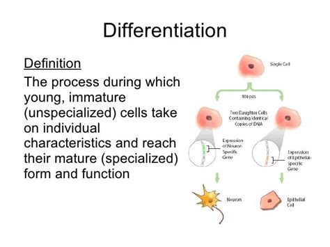 Chapter 18 Cell Division Lesson 1 Introduction To Cell Division