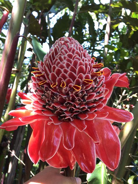 Wholesale flowers and supplies ships all flowers via fedex next day delivery. Bastons Emperor Heliconia flower San Marcos Guatemala. # ...