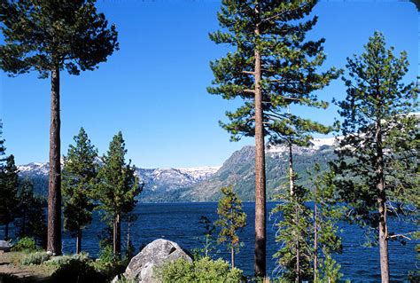 Fallen Leaf Lake Area With Pine Trees In Foreground Lake
