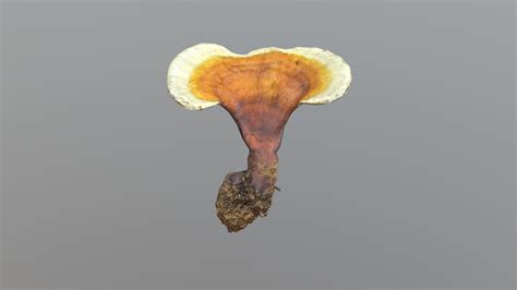 Ganoderma Lucidum Mushroom8k 3d Model By Chm 3dartistchoihun