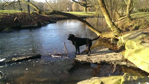 Wanderung durch Volksgarten in Düsseldorf - Aykas Hundeblog