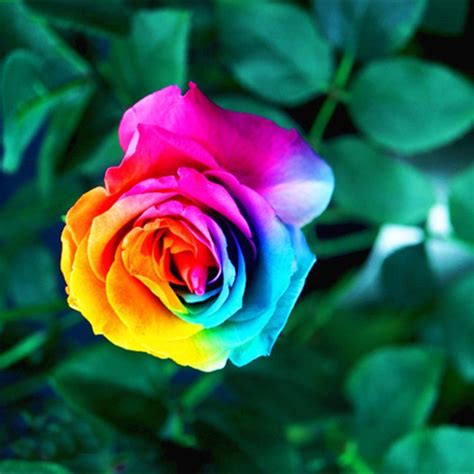 200pcs Rare Rainbow Rose Flower Seeds Multi Color Plants Home Garden S