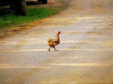 A Chicken In The Road Chickens In The Road Classic