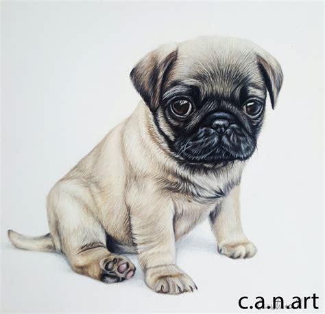 Pug Drawing At Explore Collection Of Pug Drawing