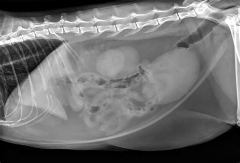 Urethral Blockage In A Male Cat Much More Than Expected Clinicians