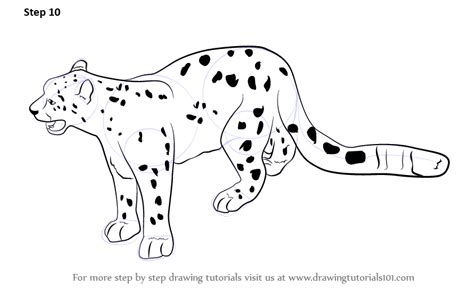 Draw two ovals for the head and body of the snow leopard. Step by Step How to Draw a Snow Leopard ...