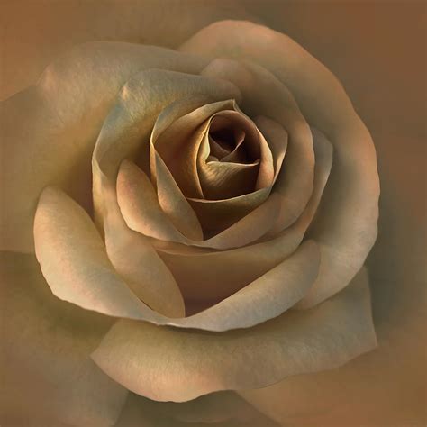 The Bronze Rose Flower Photograph By Jennie Marie Schell