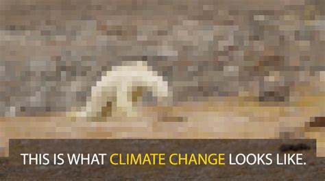 This Starving Polar Bear Broke A Photographers Heart Petapixel