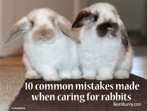 Rabbit Care 10 Common Mistakes Made When Caring For Rabbits Best 4