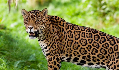 Rainforest Animals Facts Jaguar