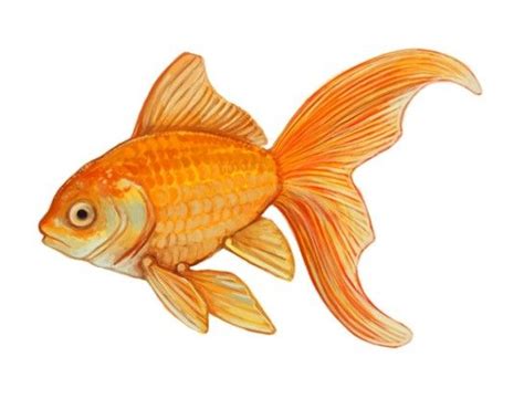 Stunning Paintings Of Beautiful Goldfish Animal Vista Goldfish