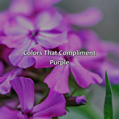 What Color Compliments Purple
