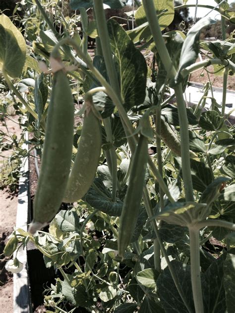 Sugar Snap Peas Simplihealthgrowers Sugar Snap Peas Plant Leaves