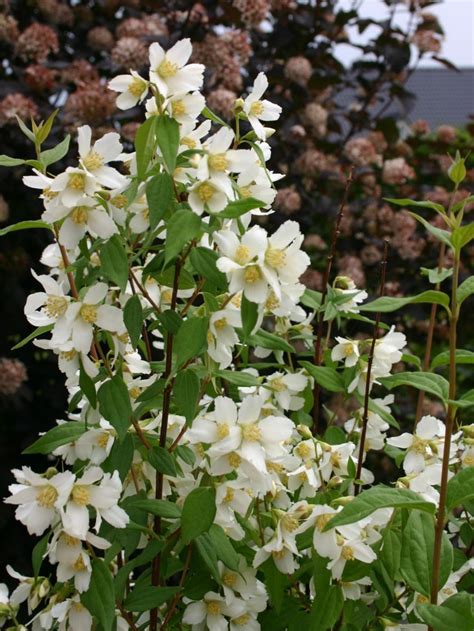 Jasmin blüht von juni bis september. Pfeifenstrauch / Falscher Jasmin / Duftjasmin 'Erectus ...