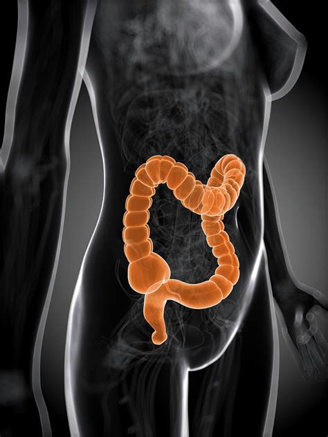 Healthy Large Intestine Photograph By Scieproscience Photo Library