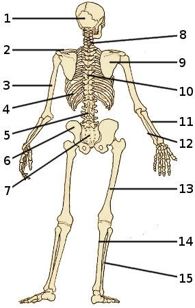 It comprises a head, neck, trunk (which includes the thorax and abdomen), arms and hands, legs and feet. Free Anatomy Quiz - Bones of the Skeleton, Back View, Quiz 1
