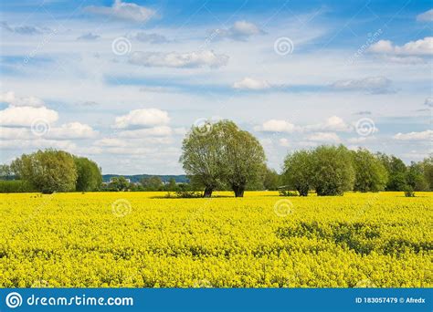 Collection Of Rapeseed Field Photos Dreamstime Id33965
