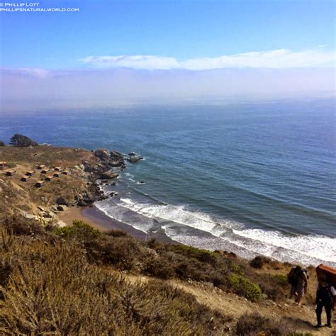 Point reyes national seashore has approximately 80 miles of shoreline, most of which visitors can safely enjoy, including drakes beach (although seasonal closures for harbor seal pupping may be in effect; Point Reyes National Seashore - Phillip's Natural World