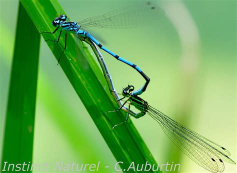 Afbarthropodes Licensed For Non Commercial Use Only Odonates