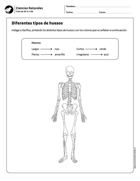 Diferentes Tipos De Huesos School Holidays Learning Activities Lesson