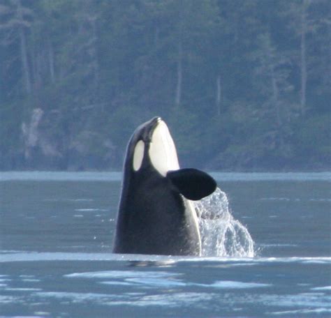 Ideal Orca Photo Grizzly Bear Tours And Whale Watching Knight Inlet