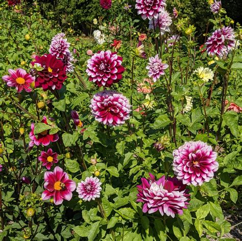 More Dahlias In Bloom At My Farm The Martha Stewart Blog