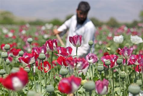 afghans growing more opium poppies than ever before ctv news