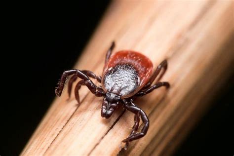 Everything You Need To Know About Lyme Disease Nexus Newsfeed